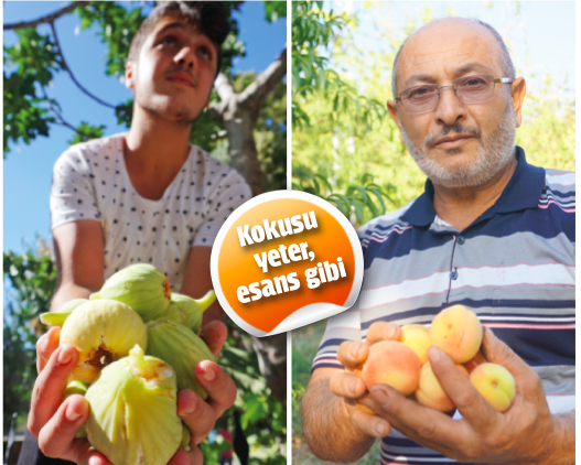 Beynin mazotu pekmez